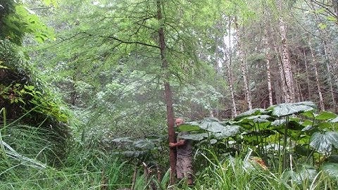 Bald cypress tree grows in standing water