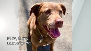 Pet Connection Nika 10-13-20