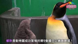 Download lagu 國王企鵝寶寶嘟胖亮相 父子如影隨行感情超好 Meet King Penguin Family 國王企鵝寶寶嘟胖亮相 父子如影隨行感情超好 Meet King Penguin Family