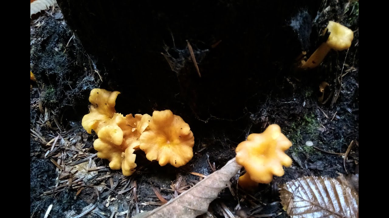 Pied bleus et pieds violets, chanterelles (en tube et autres espèces
