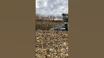 Harvest 2023 Open Pollinated Corn seed