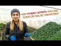 Пикировка рассады томатов в стаканы - когда и как это делаем!