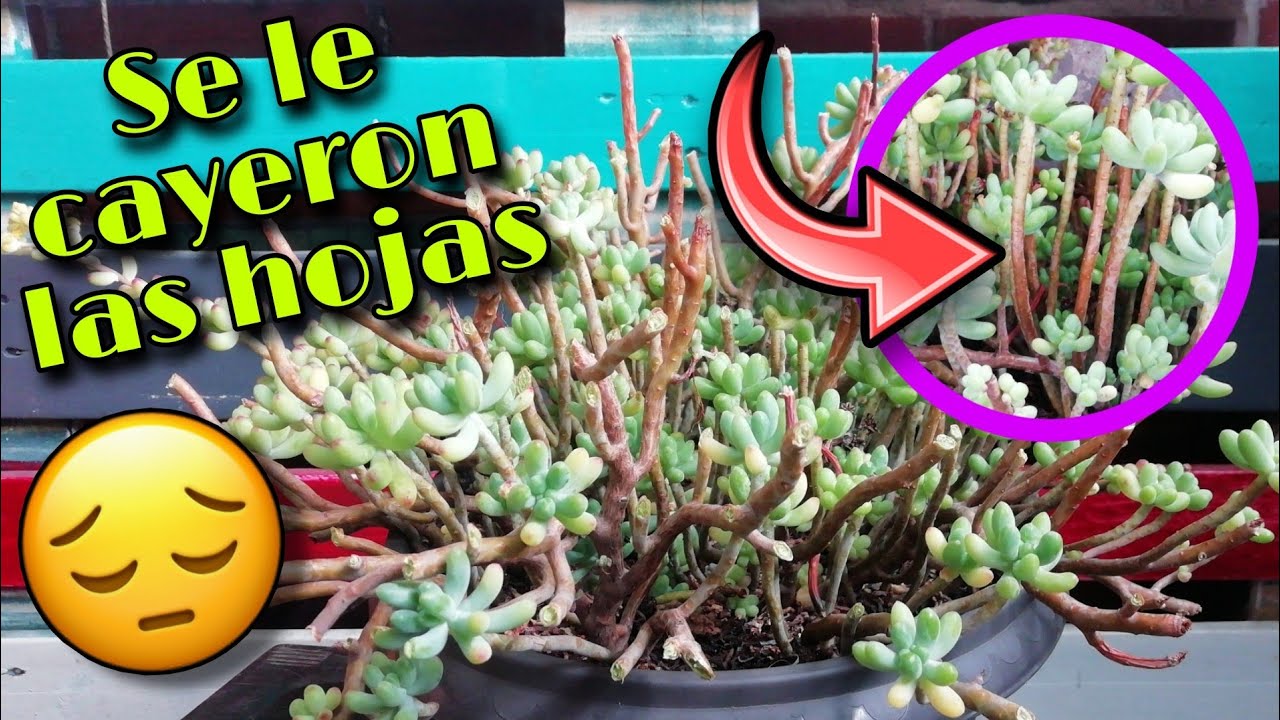 MI SUCULENTA SE ESTÁ QUEDANDO SIN HOJAS *planto más de 50 esquejes* 🍃 | Jardines by Angie