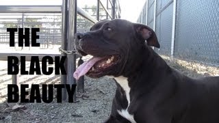 MARGO - THE BLACK BEAUTY (ADOPTED!)