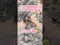他の猿にビビるパンチ君　2匹のお猿さんがパンチを守る姿に感激💖ありがとう🐒
