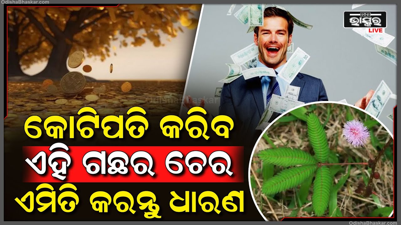 ଦିବ୍ୟ ଚମତ୍କାରିତା ବୃକ୍ଷ କରିବ ଧନୀ... ୨୪ ଘଣ୍ଟାରେ ଜାଣିପାରିବେ ଚମତ୍କାରିତା....