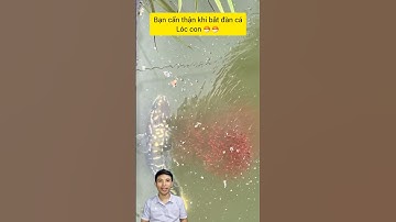 Cá lóc hung dữ bảo vệ đàn con #cacconvat #docla #fishing #ca7mau #phongthuy #cacanh