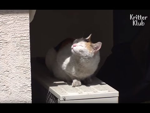 Video: Mengadopsi-A-Cat