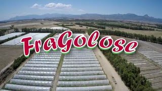 FRAGOLOSE, le fragole più buone, più dolci, più sicure