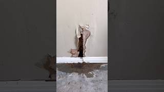 What’s Leaking In This Wall? #plumbing #repair #leak #shorts