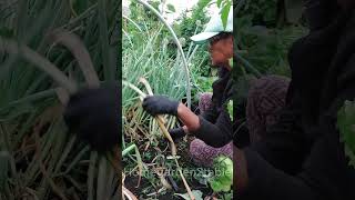 Cleanup of the spring onion patch