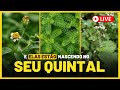 Guia completo com as melhores plantas para alimentar abelha sem ferro