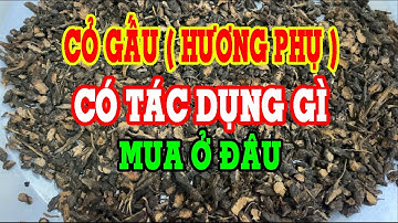 CỎ GẤU ( HƯƠNG PHỤ ) - Cỏ gấu có tác dụng gì - Cỏ gấu ngâm rượu - Mua cỏ gấu ở đâu