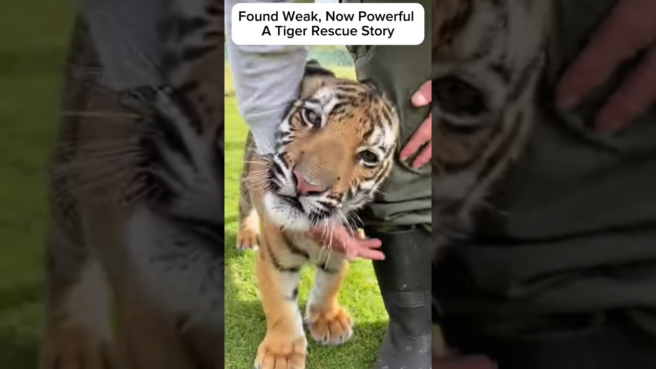 Found Weak, Now Powerful – A Tiger Rescue Story 