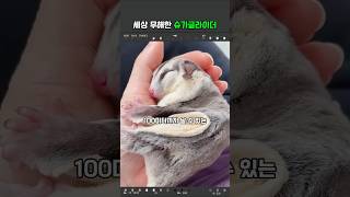 세상 무해한 슈가글라이더 #동물 #펫 #슈가글라이더