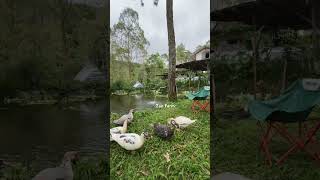 Bahagianya 🦆 ini #zanfarm #duck #farmlife #bebek