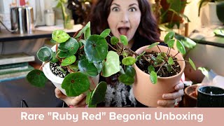 Rare Begonia Unboxing - Begonia Red Ruby Begonia Care 101