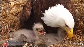 Decorah North Nest 4-6-21, 3:20 pm Nestling closeups; cuteness overload