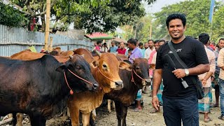 চান্দাইকোনা হাটের চেয়ে প্রতি গরুতে ৫ হাজার টাকা কম যে হাটে। ২৭ কোরবানির খামার  উপযোগী ষাঁড় গরু। 
