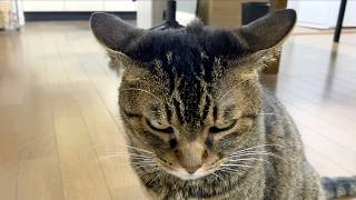 餌を１粒しか貰えなかった時の凶暴猫の反応...