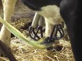 Смотриківські корови дають 32 л молока за добу