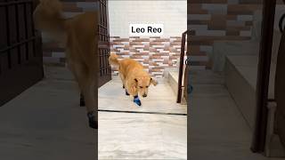 Leo Reo cutie #shortsviral