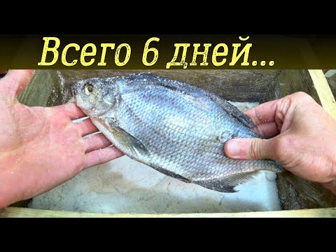 Сухой посол рыбы часть 2. Как сделать малосольную рыбу сухим посолом?!