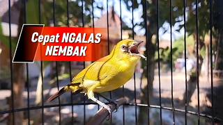 Stimulation to Get Untrained Pleci Birds Singing Naturally