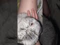 #yutubeshorts #cute #cuterabbit #rabbit #kpop #yena #catchcatch #mycuterabbit #mybunny #subscribe