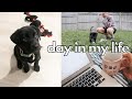 VLOG: first day with our puppy, getting into a new routine + working from home