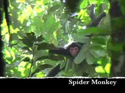 Arapahu Island, Suriname