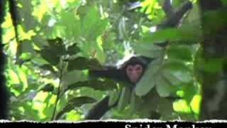 Arapahu Island, Suriname