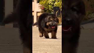 8810623046 German Shepherd puppy booking open 🐶 strong healthy GSD puppies contact now limited slots