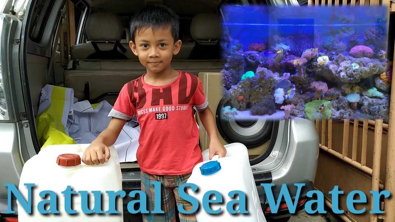 BELI AIR LAUT UNTUK WATER CHANGE AQUARIUM LAUT