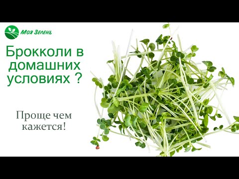 Микрозелень брокколи. Просто и быстро в домашних условиях!