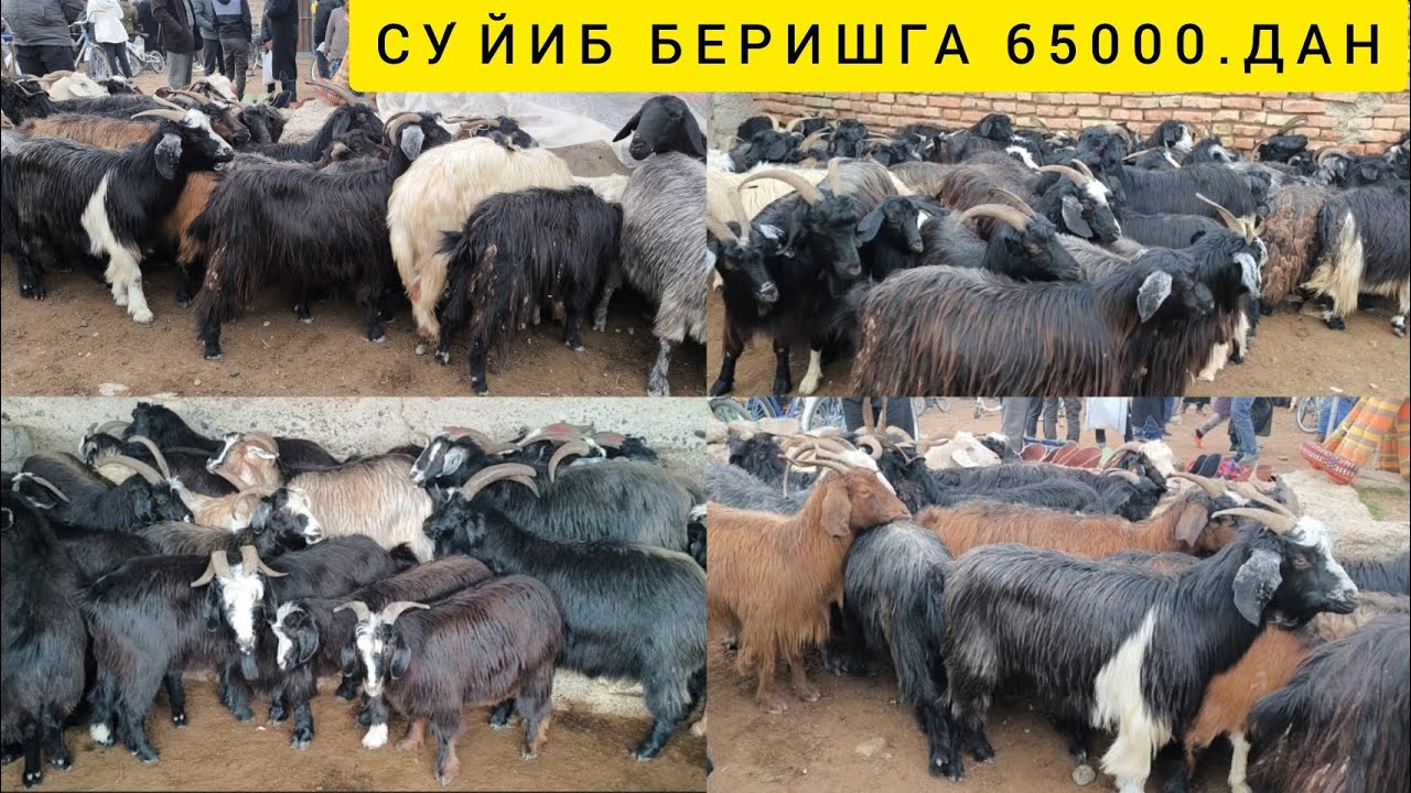 САРИОСИЁ ПАЙШАНБА САРКА ЭЧКИ БОЗОРИ - YouTube