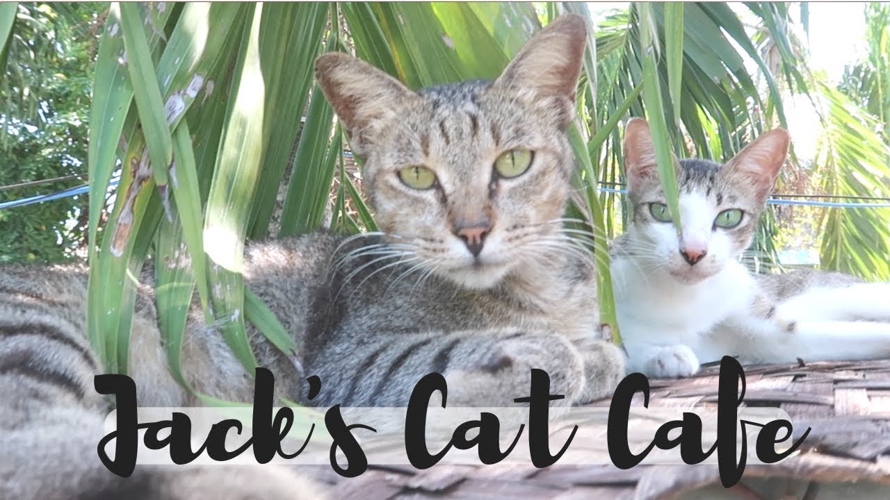 Jack's Cat Cafe Hoi An, Vietnam YouTube