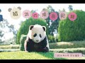 ジャイアントパンダ「結浜（ゆいひん）」の成長記録 ～Yuihin’s growth record～