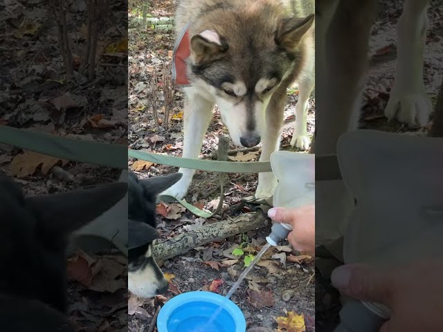 🔥 A day in the wild with my huskies.