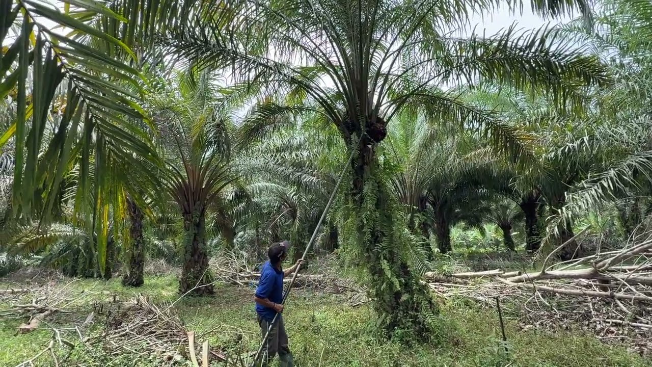 Cara panen sawit pokok sedang yang benar seperti ini