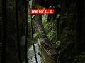 Amazon Jungle Giant Snake 🐍 #shorts