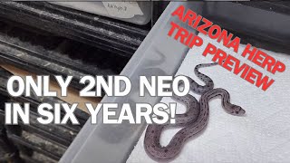 SECOND NEO produced in SIX YEARS! Rare Sonoran gopher snake.