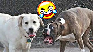 🤣 Videos that will make you Laugh your Head Off [GUARANTEED] 🐶🐱 Dogs and Cats to Make your Day by Videos de Animales Graciosos 2,507,167 views 1 year ago 13 minutes, 34 seconds