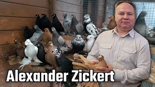 Коллекция Alexander Zickert Германия. Двухчубые голуби. Tauben. Pigeons. Palomas. Pombos. 비둘기.