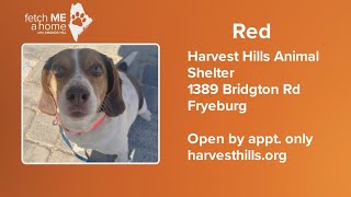 Fetch ME A Home: Red the beagle