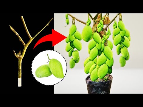 Videó: Mangófa szaporítása: Ismerje meg a mangófák oltását