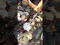 Hand prying open oyster shell on wet rocks
