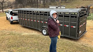 Hauling Calves