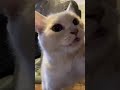 Funny Cat 🐈 Reaction To The Kiffness X Alugalug Cat 2.0 (Please Go Away) #2