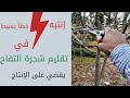 تجنب خطأ تقليم أشجار التفاح ممكن تخسر محصولك